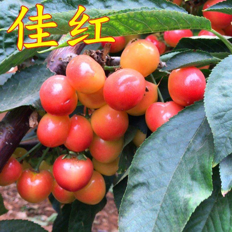 特价智利红樱桃_佳红樱桃树苗特大智利樱桃苗南方北方四季种植当年