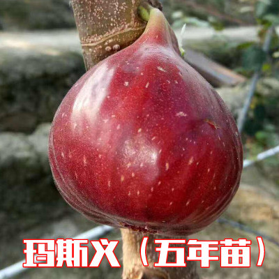 无花果树苗盆栽地栽无花果苗南方北方庭院阳台种植苗当年结果包邮