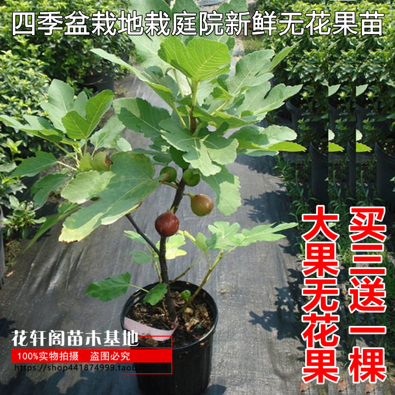 无花果树果苗芭劳奈无花果苗带叶四季盆栽地栽庭院新鲜无花果苗