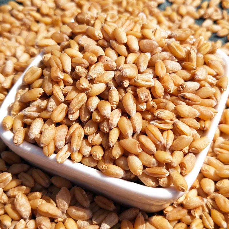 2018年农家自产小麦粒新货小麦种子天然生麦芽糖胚芽带皮麦子磨面_6折