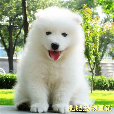 萨摩耶幼犬纯种活体 阿拉斯加雪橇犬金毛拉布拉多大型犬宠物狗狗|ruв категории животное/Животное питание и принадлежностей, собака - от Buy2taobao.com для оказания профессиональной услуги покупки агента Taobao