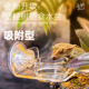 DH睫角守宫R属悬挂式可移动磁铁水碗树栖爬宠食盆食碗吸盘挂食盆