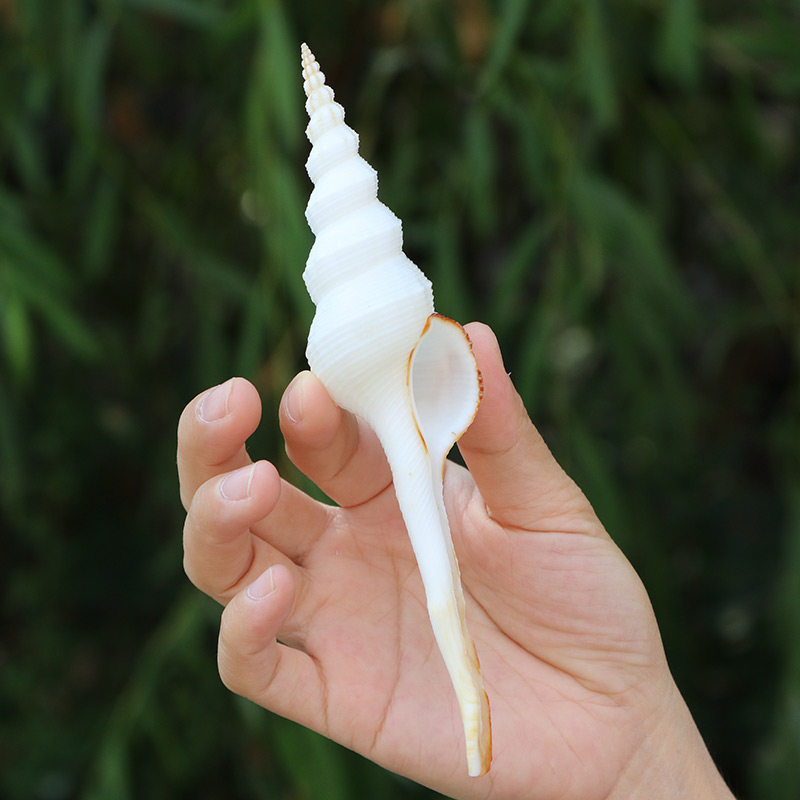 花斑长白旋螺天然海螺贝壳拍摄道具多肉微景观装饰品地中海摆件