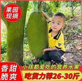 25-30斤海南三亚菠萝蜜一整个现摘新鲜水果包邮老树木波罗应当季