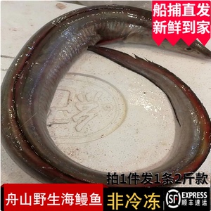 舟山东海野生海鳗新鲜深海鲜活土龙特大狗鳗鱼日式非冷冻2斤1整条
