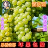 风铃儿40斤酿酒葡萄干白葡萄霞多丽白葡萄40斤自酿干白冰葡萄 风铃儿40斤酿酒葡萄干白葡萄霞多丽白葡萄40斤自酿干白冰葡萄