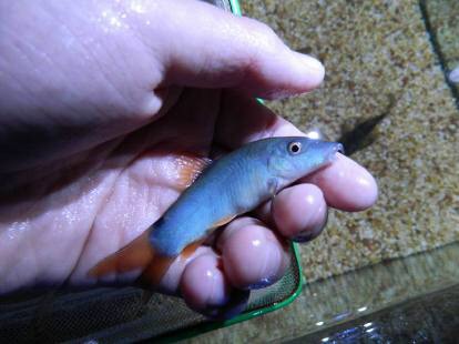 红尾蓝鼠蓝皮鼠鱼热带鱼观赏鱼活体小型鼠鱼水族宠物底栖工具鱼