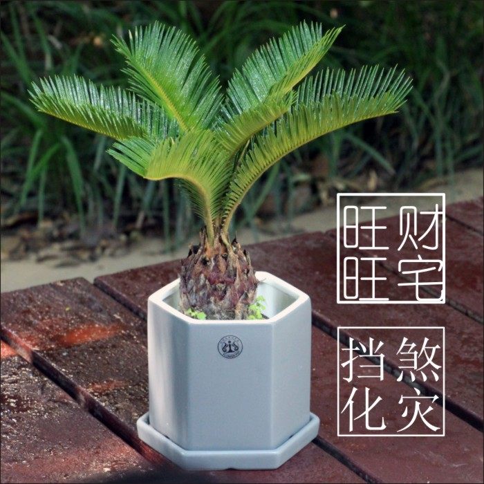 铁树菠萝铁风水旺宅旺财挡煞化灾家庭绿化植物盆景盆栽花净化空气