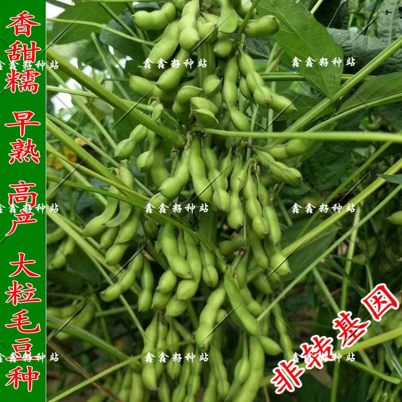 早熟鲜食糯非转基因大荚菜毛豆种子农家黄大豆高产四季播种蔬菜籽|msdalam kategori penghantaran bunga/bunga simulasi/tumbuhan berkebun, bunga/Buah-buahan dan sayur-sayuran/benih rumput (baru), benih rumah berkebun - dari Buy2taobao.com untuk memberikan perkhidmatan ejen Taobao profesional membeli