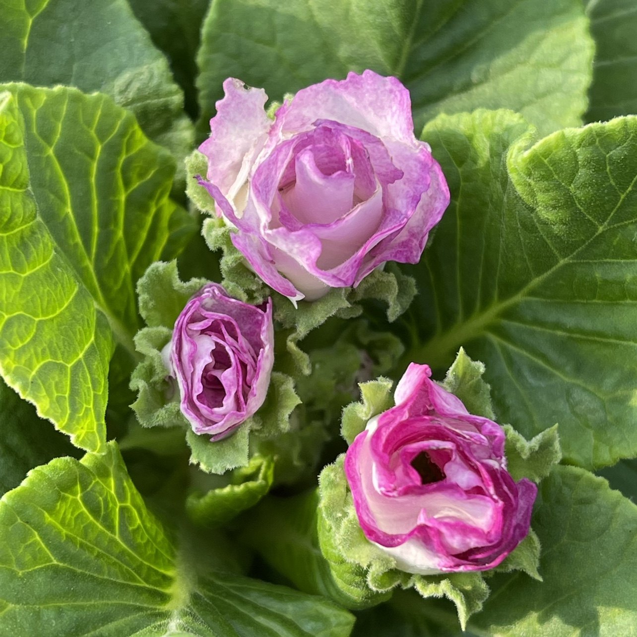 欧洲玫瑰报春花盆栽苗耐寒楼顶阳台庭院四季开花易活草本植物花卉