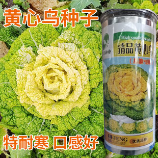 黄心乌塌菜种孑耐寒乌塔菜籽白菜黄心菜籽蔬菜种子菊花心青菜种籽