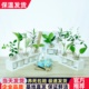 欧美水培植物水杨梅水养去除桌面摆件香水办公室绿植盆栽绿萝ins