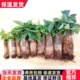 发财树树桩树头树苗室内盆栽大客厅摆件裸根不带盆大棵绿植不含盆