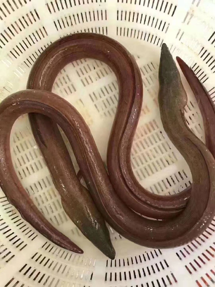 鳗鱼活体 野生_鲜活野生土龙野生闽南土龙骨鳗蛇鳗海鳗鱼东山岛野生