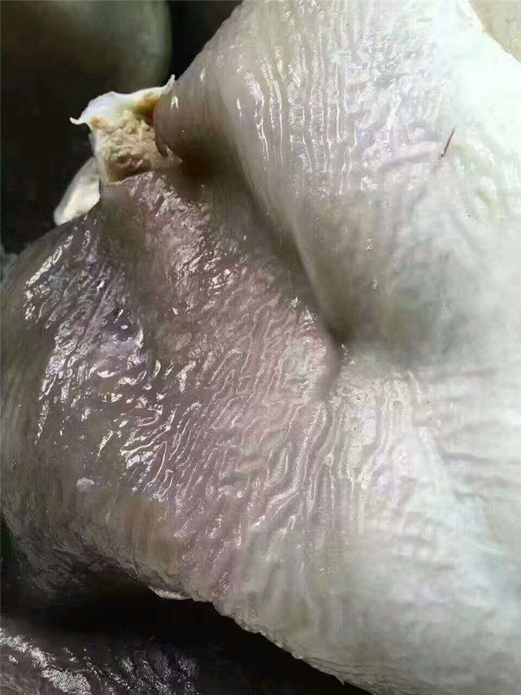 热销罗赛洛 深海鱼胶原蛋白多肽粉_新鲜鲨鱼皮沙鱼皮小白鲨鱼皮深海鱼