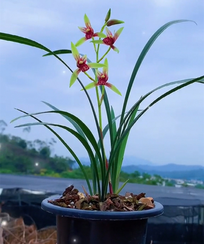 建兰逸红双娇名贵兰花苗小国魂带花苞四季建兰草浓香型室内花卉