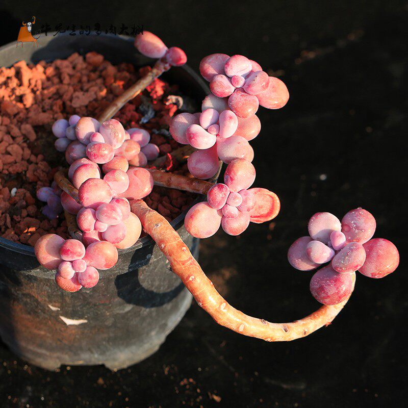 牛先生腰子蛋无悬崖大老桩多植物办公室绿植盆栽多肉植物