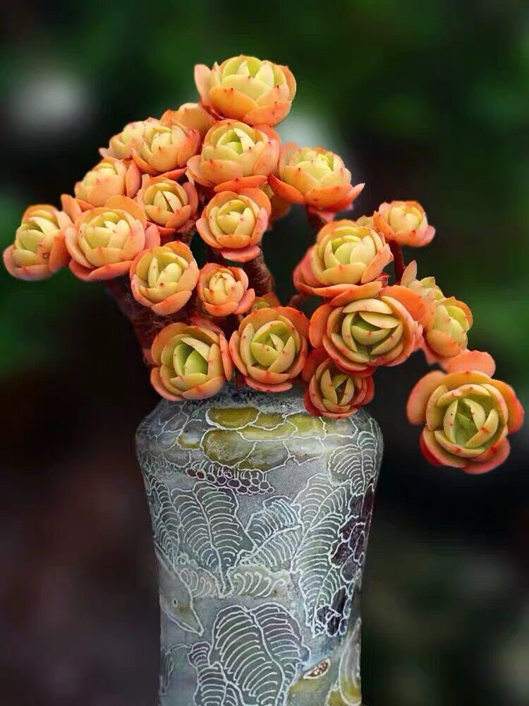 牛先生|直播链接三十六18-321复活节彩蛋量拍 多肉植物满39元包