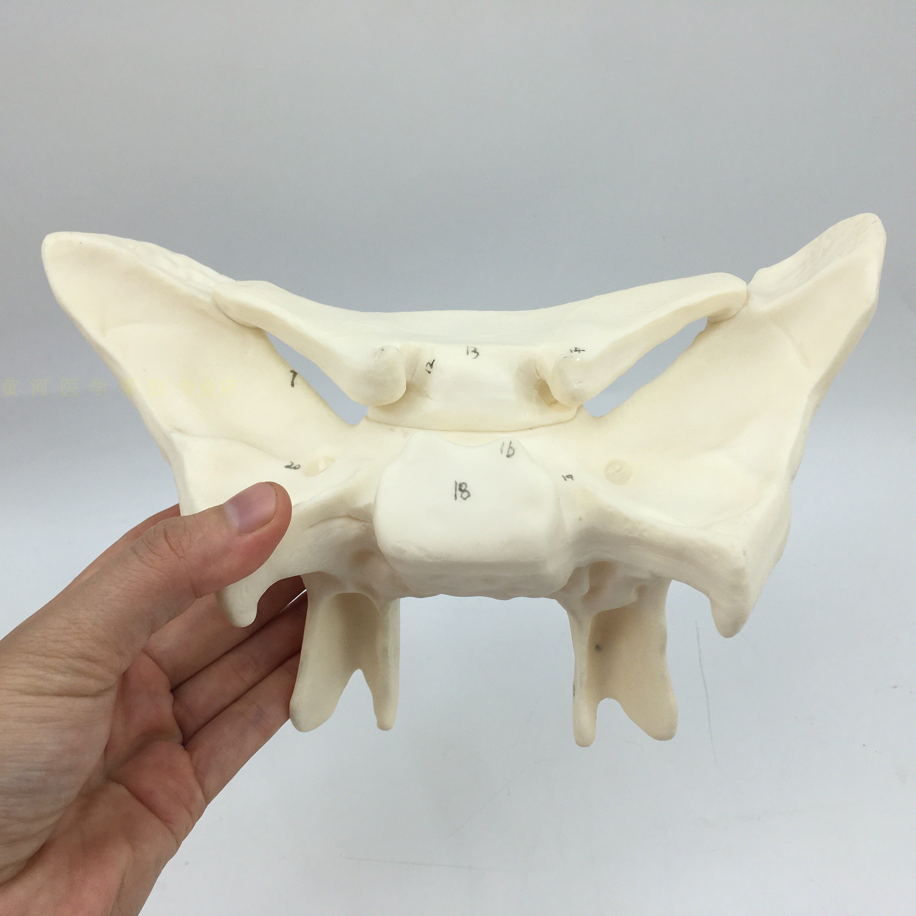 人体蝶骨放大模型 头骨蝶骨模型 头部蝶骨放大模型 头骨 蝶骨模型