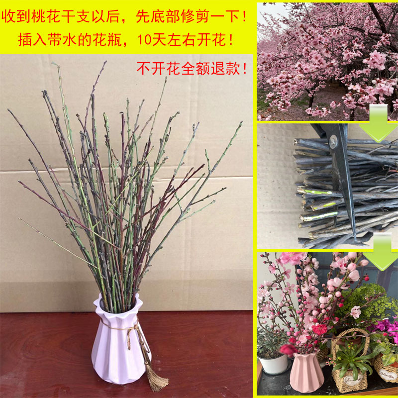 干枝花泡水开花大额优惠券