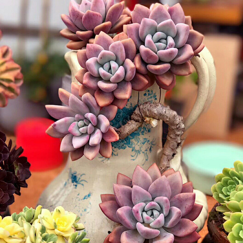 奥普琳娜_奥普琳娜林老桩多肉植物一物一拍群生向阳派园艺迷你盆栽满