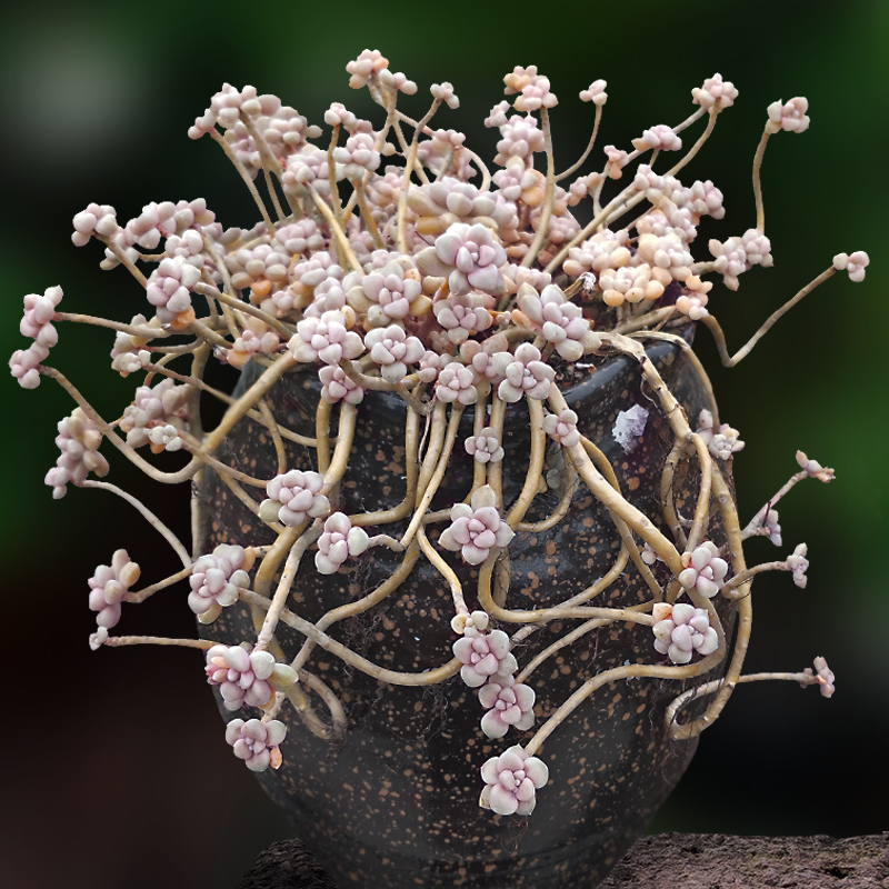 丸叶姬秋丽群生老桩一物一拍多肉植物包邮带盆栽好组合向阳派园艺