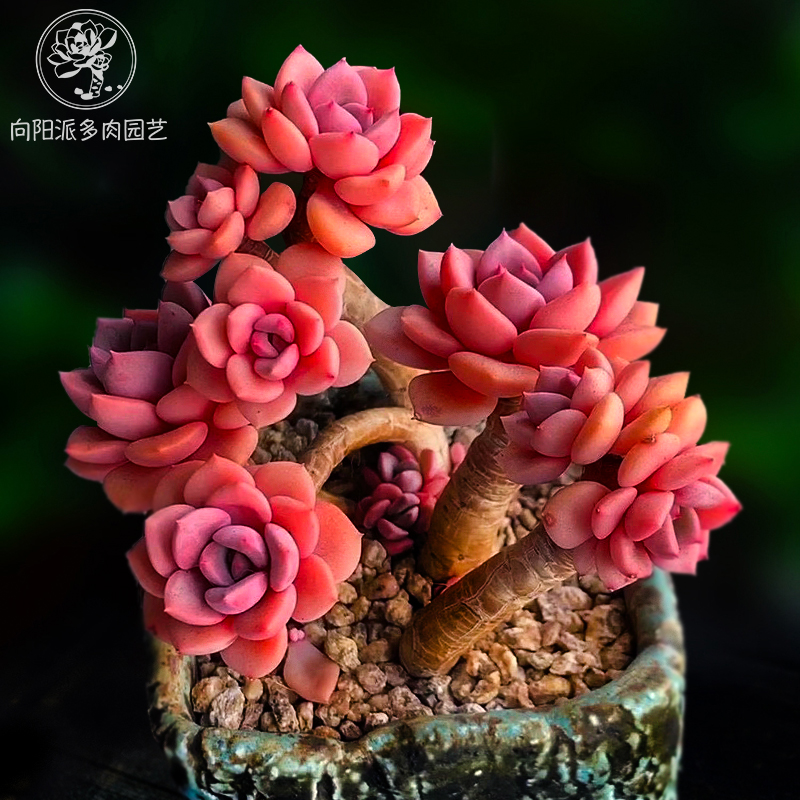 黛比戴比紫色多肉植物群生老桩包邮一物一拍盆栽向阳派多肉园艺