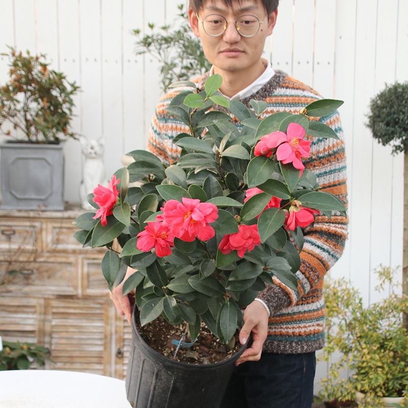 花无缺的花园四季茶花夏梦谢作大花名贵庭院室内耐寒观花盆栽树苗