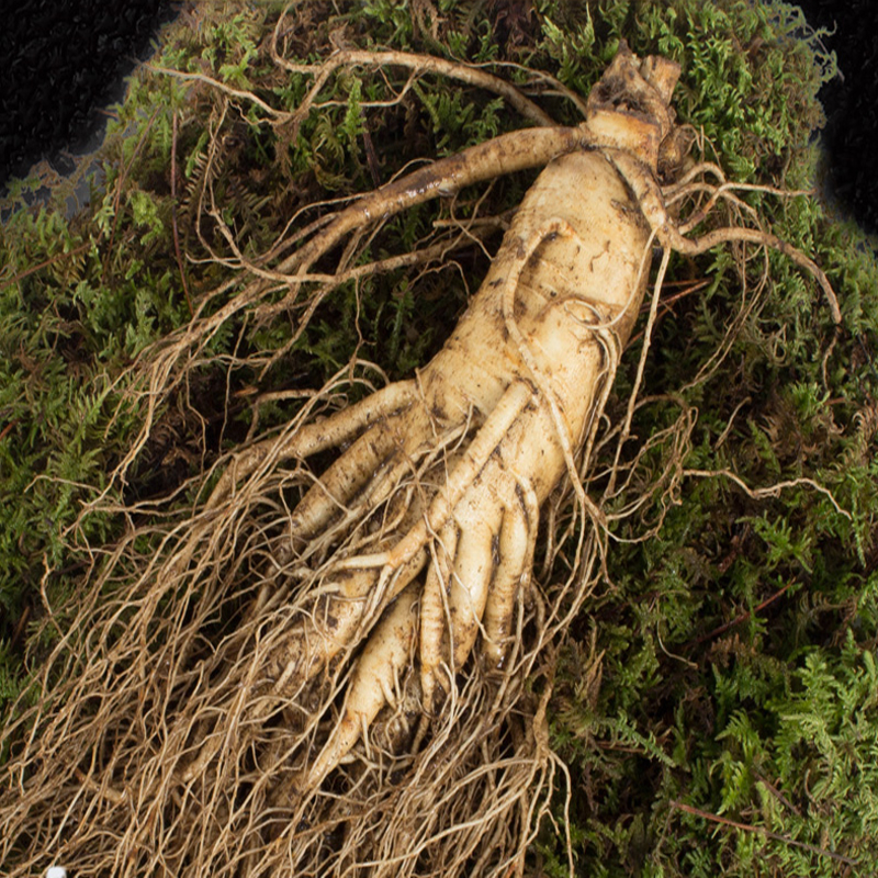 【2支半斤】东北人参新鲜人参长白山特大带土保鲜参泡酒非野山参