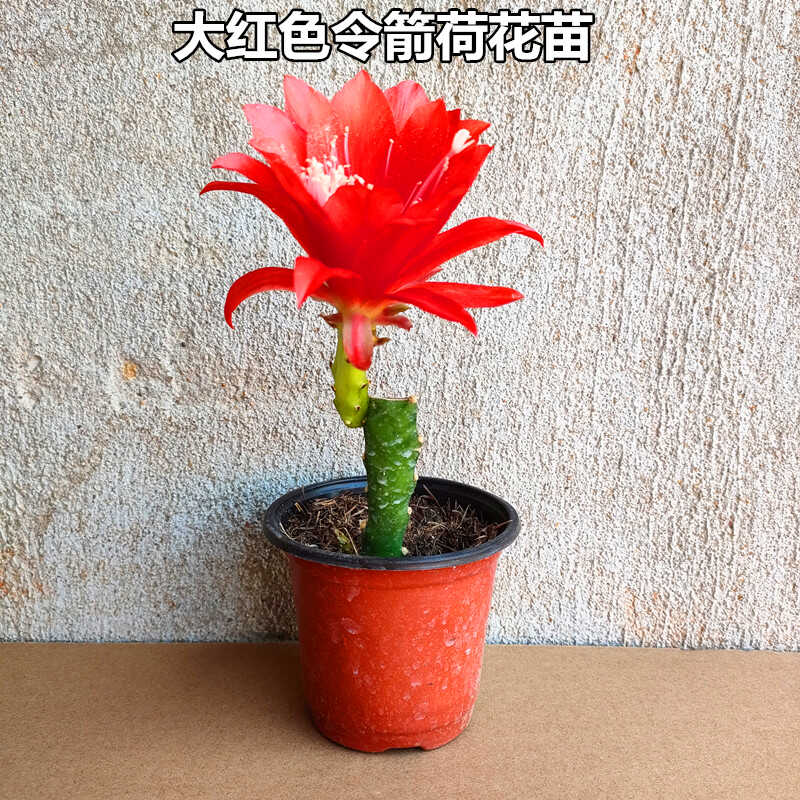 令箭荷花中国红色不带花苞的昙花大苗