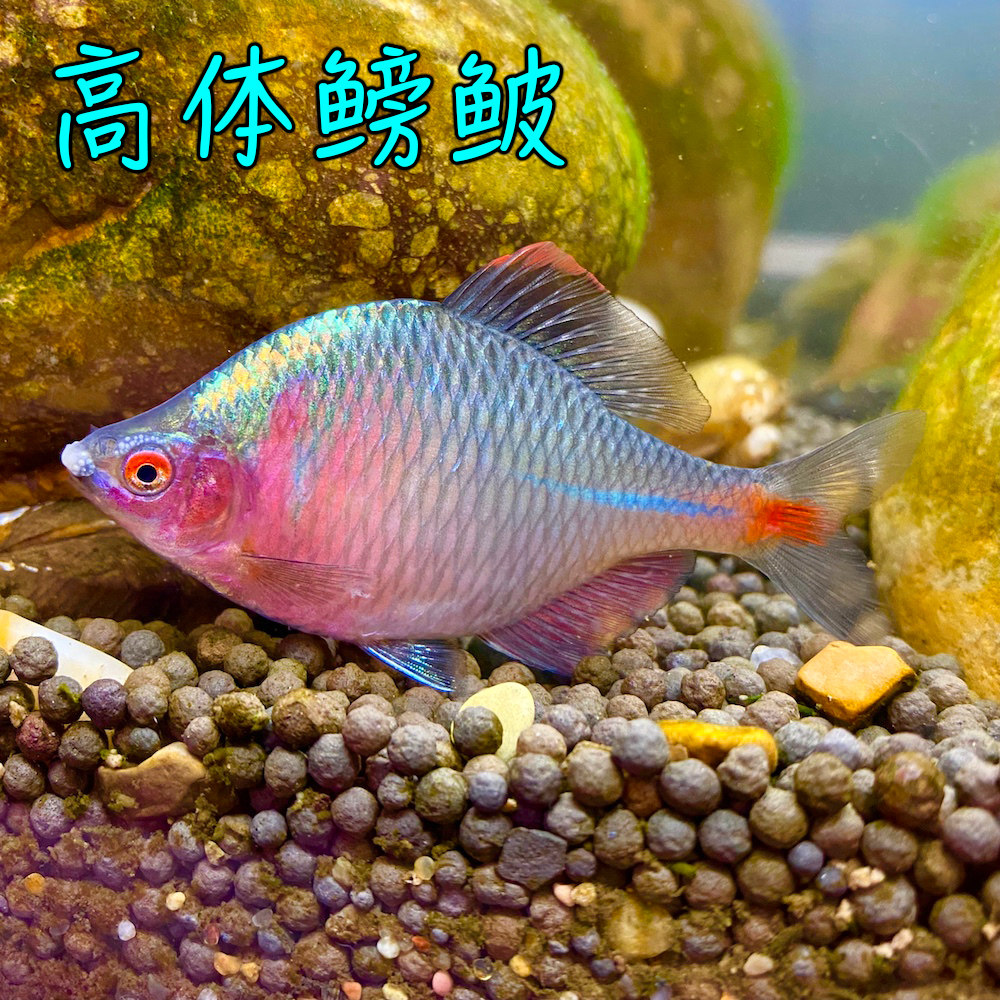 高体鳑鲏鱼活体菜板鱼四方皮镜鱼小型原生淡水观赏鱼冷水彩虹鱼