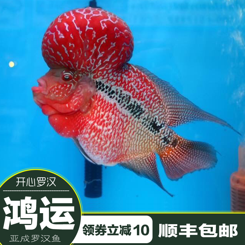 特价罗汉鱼苗_泰国进口鸿运罗汉鱼亚成鸿运当头罗汉鱼