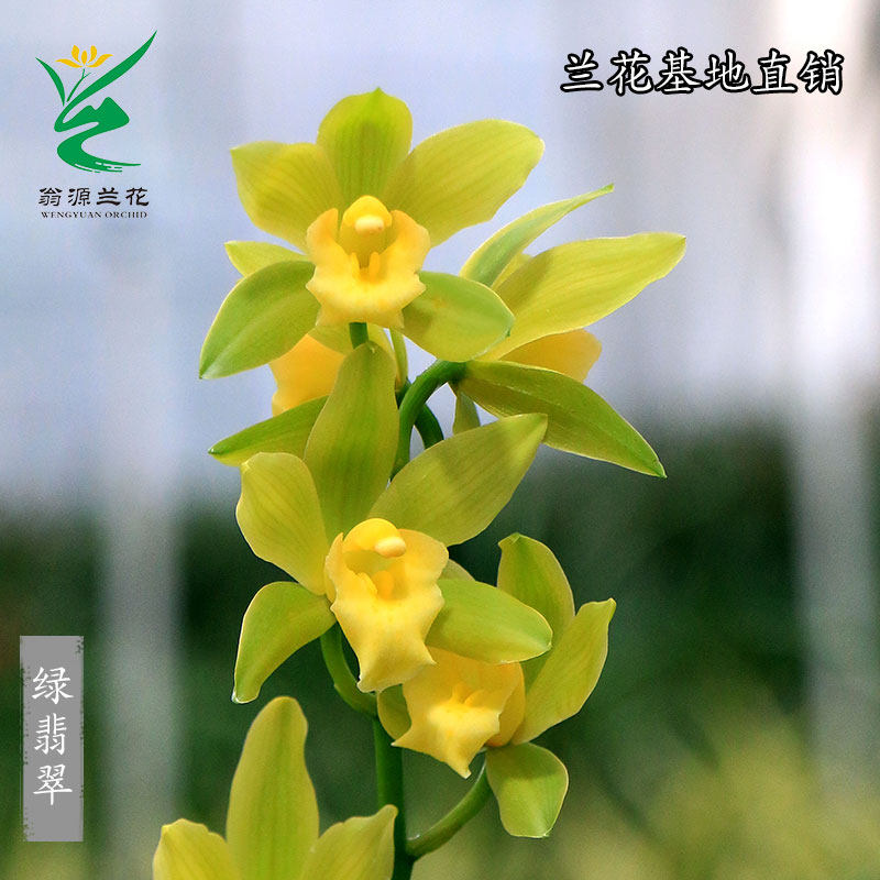 花卉盆栽阳台好养_翁源兰花苗蕙兰草绿翡翠花大玉凤素带花好养室内