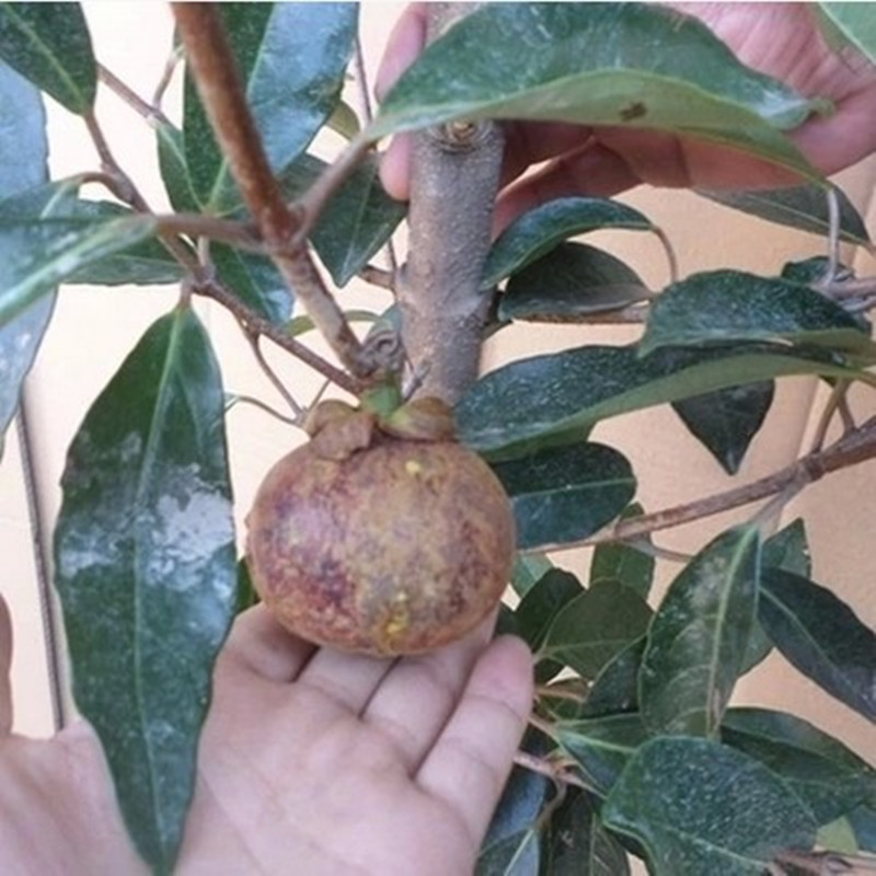 特价山竹苗_山竹树苗当年结果进口泰国无籽山竹苗山竹树苗果树苗盆栽