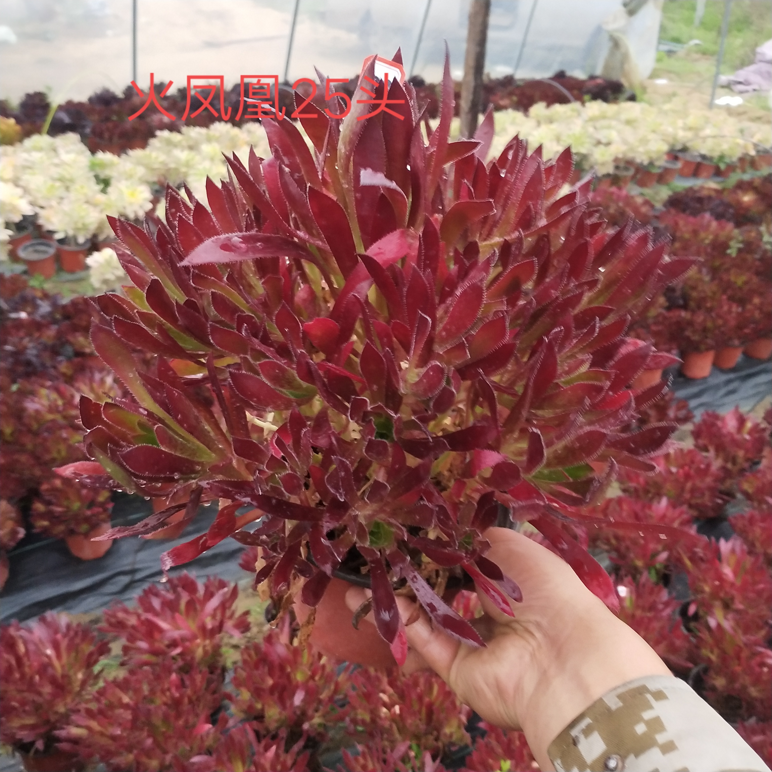 多肉植物法师新三仙火凤凰法师老桩手捧花红酒解百纳法师老桩盆栽