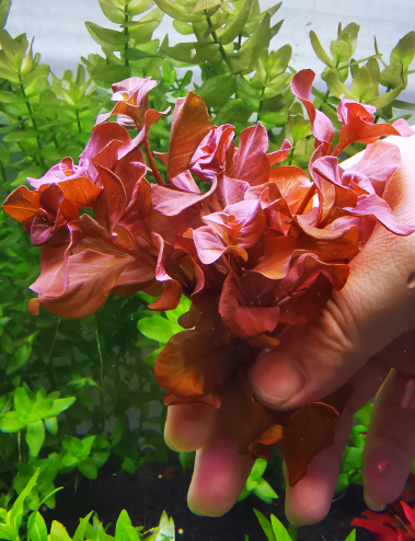 玫瑰丁香鱼缸造景水草水下阳性淡水活体水培植物懒人