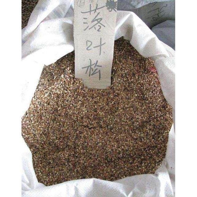 落叶松种子 松科荒山造林 森林更新的主要树种易活林木种子
