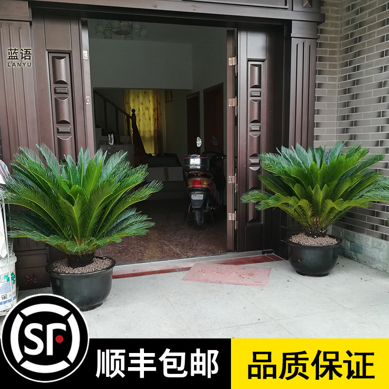 8铁树植物室外大型庭院门口盆栽树苗客厅办公室净化空气绿植小盆景已