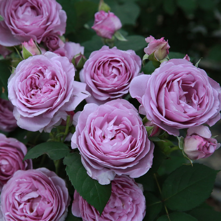 日月蓝色风暴月季中大苗四季开花丰勤大花蓝月季庭院阳台花卉