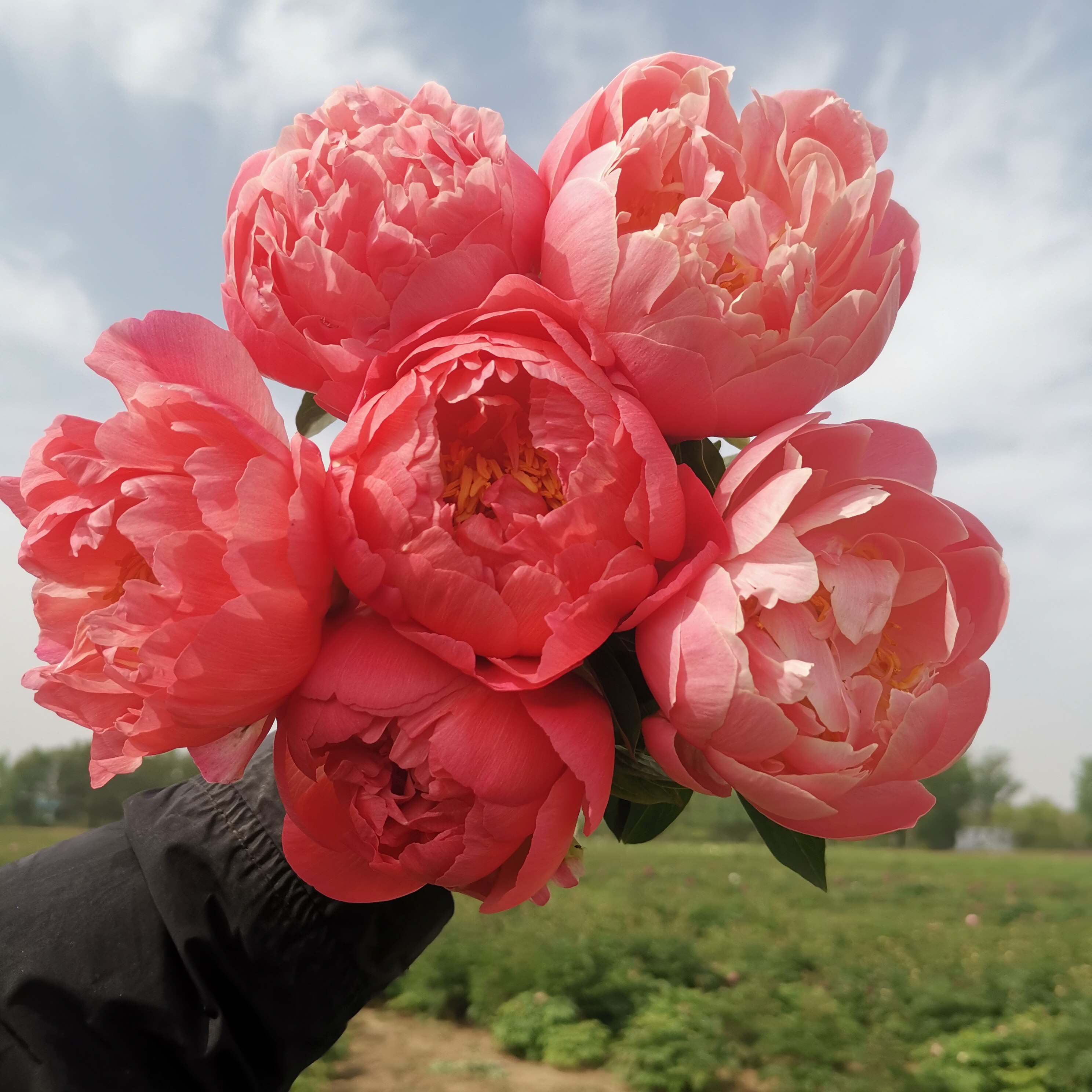 山东 菏泽曹州牡丹芍药种植园鲜花速递/花卉仿真/绿植园艺鲜花速递