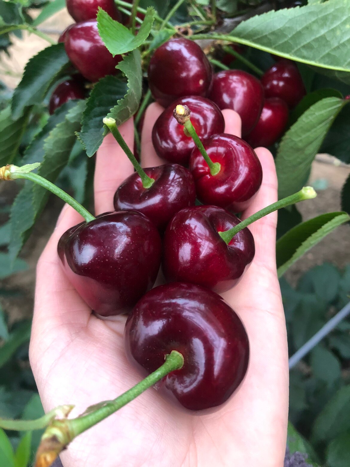 a级大连大樱桃美早新鲜水果甜脆现摘12-15克