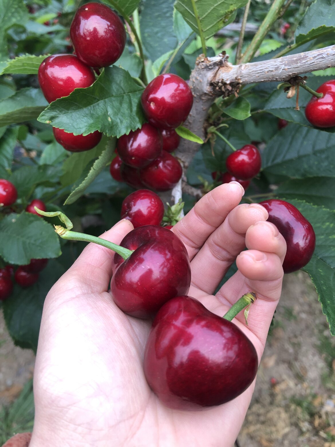 樱桃王大连老田家大樱桃美早新鲜水果甜脆包邮现货车厘子15-35克