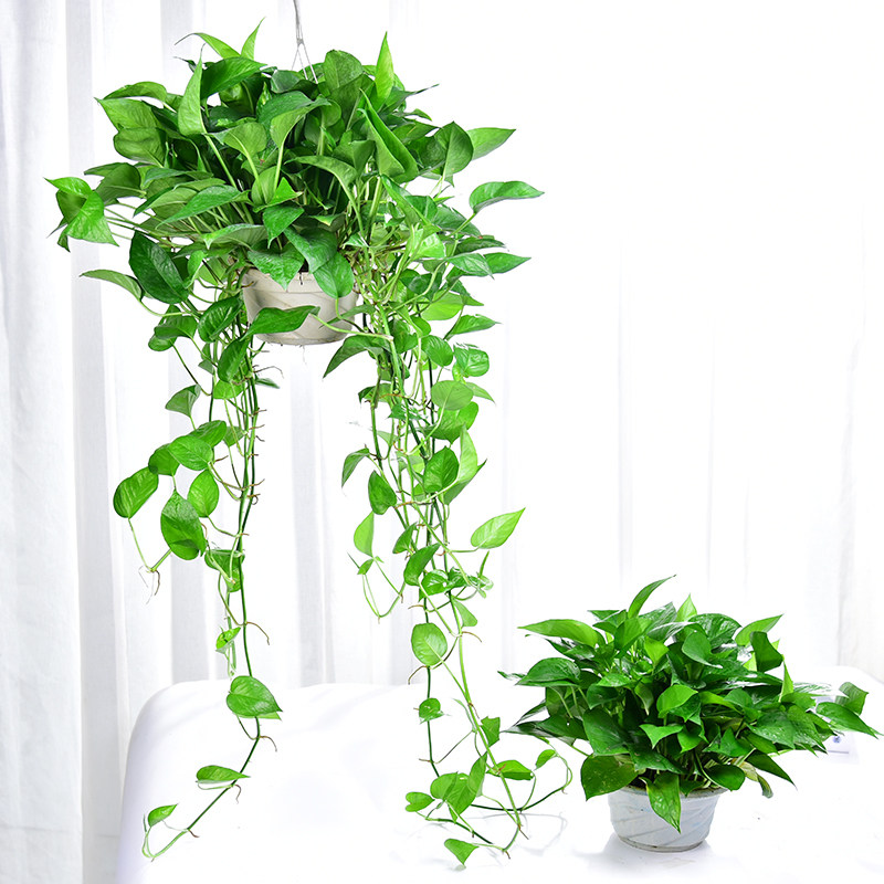 一折大绿萝盆栽室内吸甲醛植物客厅_长藤绿萝室内好养盆栽净化空气
