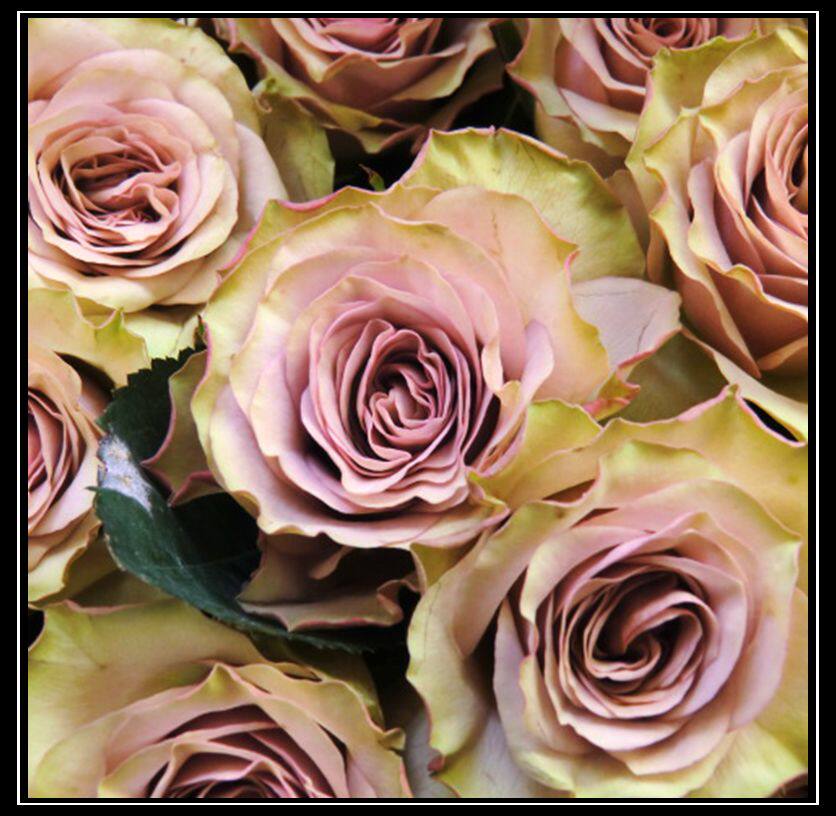 花隐园艺家|欧月 梦寐 复古色杯型玫瑰月季小苗包对版绿植盆栽