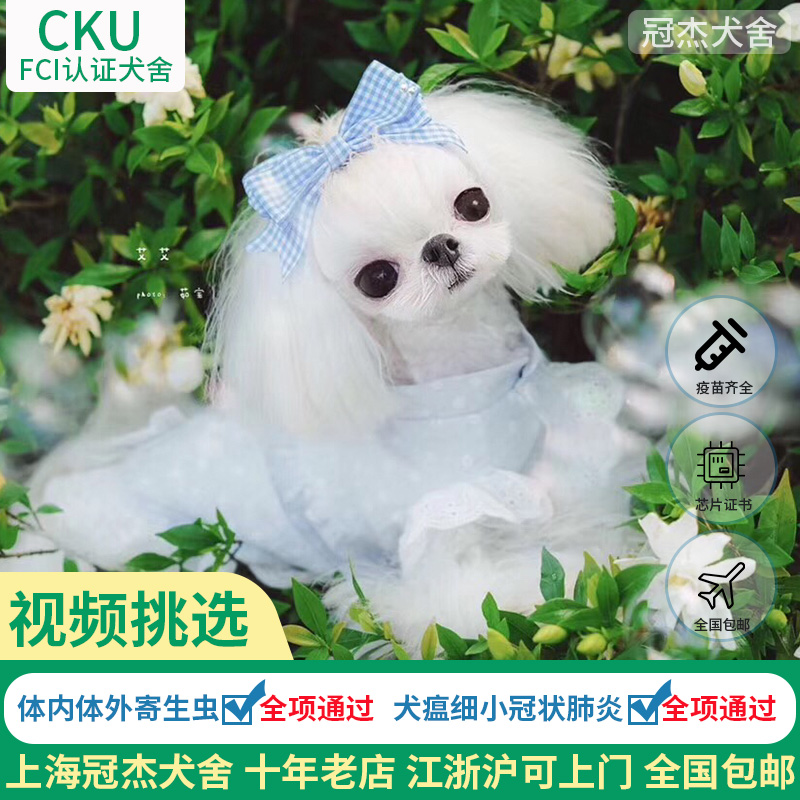 cku赛级纯种马尔济斯幼犬白色公主犬马尔济斯犬活体宠物韩系小体