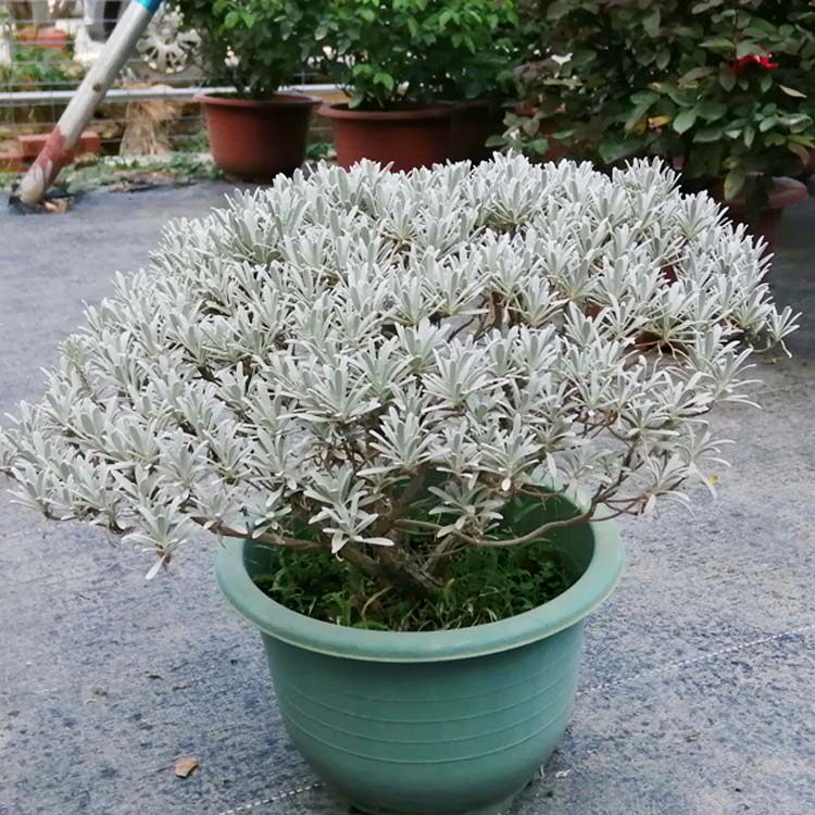 芙蓉菊花绿植盆栽中草药盆景阳台四季耐养耐寒食用雪艾白艾玉芙蓉