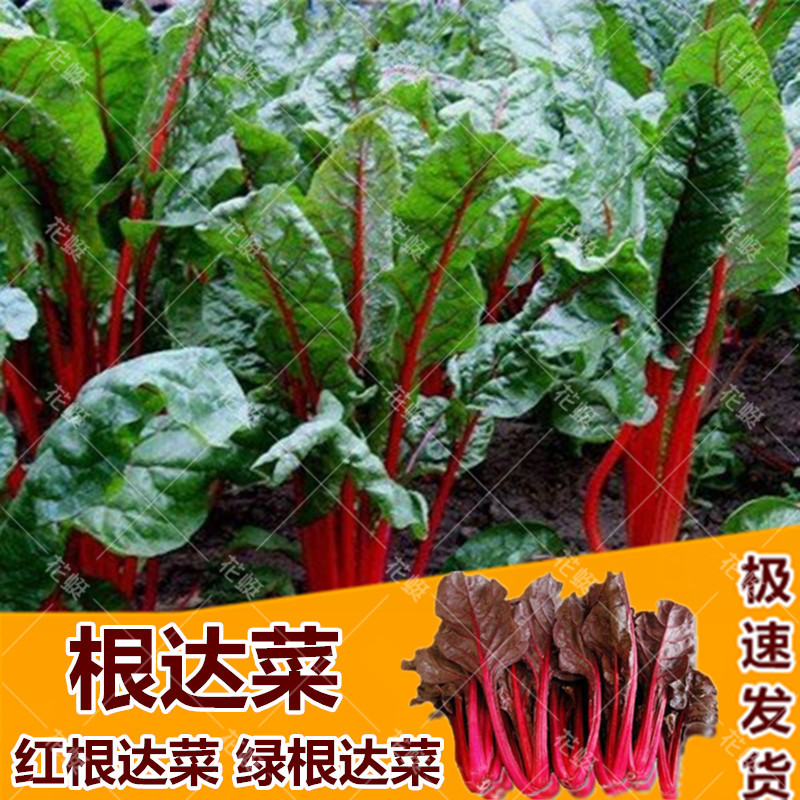 根达菜种籽红莲草救心草红梗菠菜红叶甜菜马兰头四季耐寒蔬菜种子