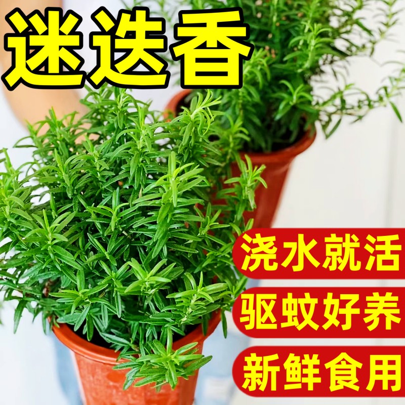 迷迭香苗盆栽可食用驱蚊植物香草薄荷