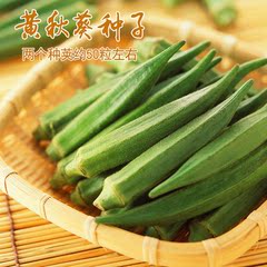 黄秋葵种子 秋葵种子 蔬菜种子10个荚200粒 盆栽蔬菜 七草园