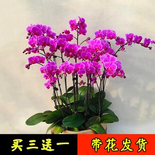 蝴蝶兰盆栽带花兰花室内绿植真花客厅阳台花苗带花苞鲜花植物花卉